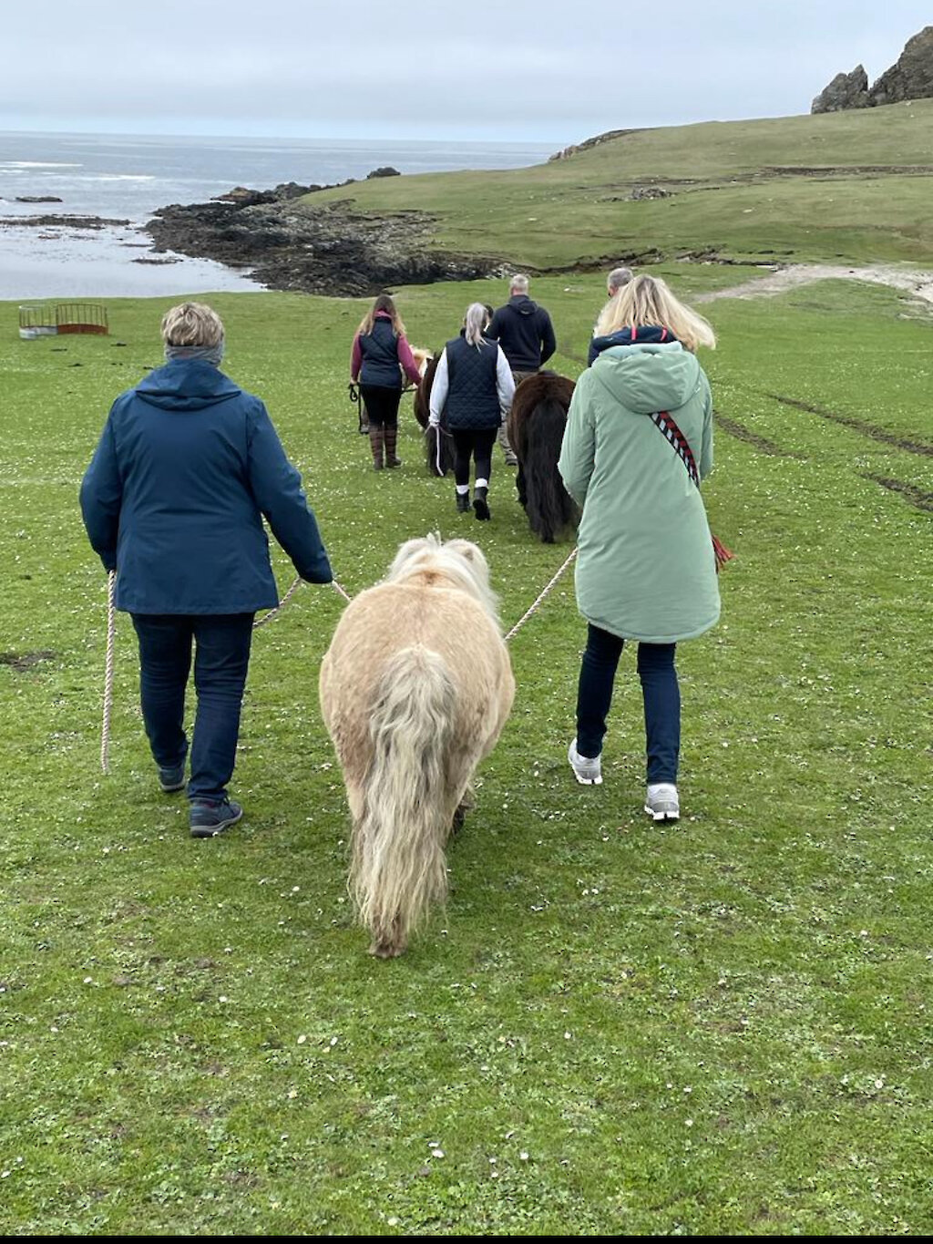 Visiting Shetland Ponies